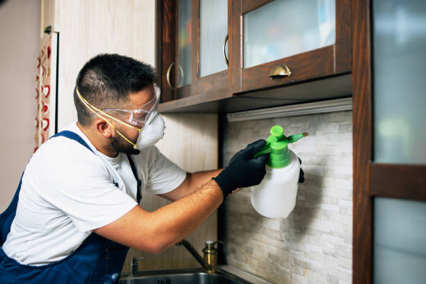 Wasp Removal Services in Ainaloa, HI