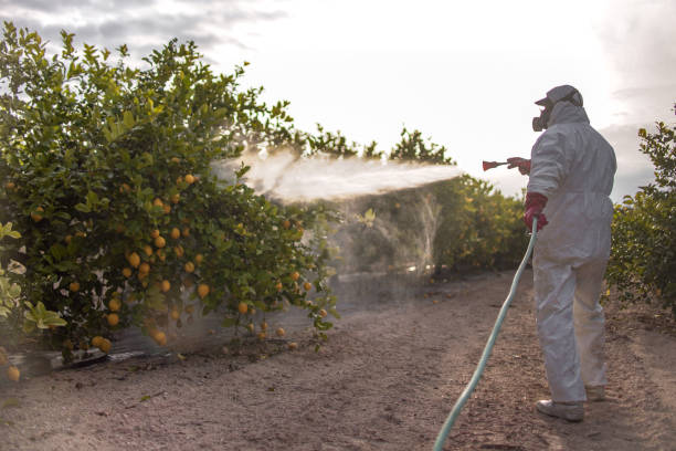 Best Termite Control Services  in Ainaloa, HI