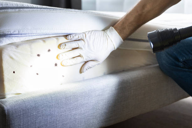Best Pest Removal Services  in Ainaloa, HI