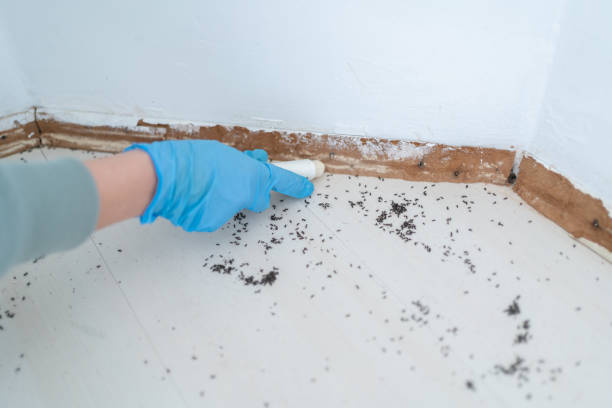 Best Best Pest Control Companies  in Ainaloa, HI